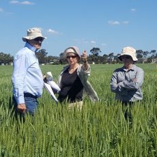 CAIGE Australian Wheat Tour.  Sept. 27 - Oct. 3, 2024