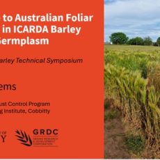 Resistance to Australian Foliar Pathogens in ICARDA Barley Breeding GermplasmMay 2024 Edition of CAIGE Newsletter
