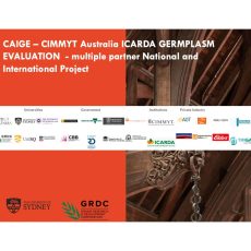 CAIGE - CIMMYT Australia ICARDA Germplasm Evaluation.  Multiple Partner National and International Project