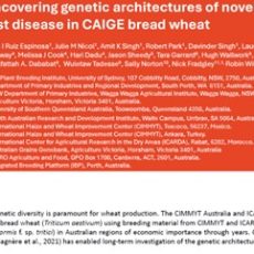 Uncovering genetic architectures of novel resistances for stripe rust disease in CAIGE bread wheat